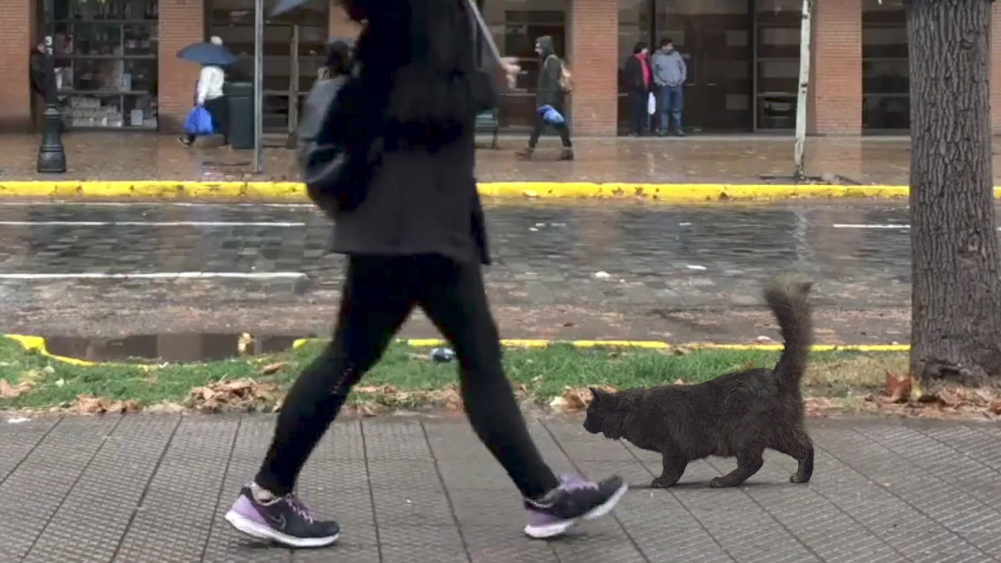 Roto&Compositing project: Street Cat